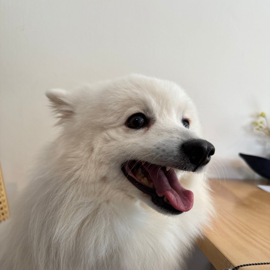 Fenrir, a white Japanese Spitz, looking to the side with his tongue out.