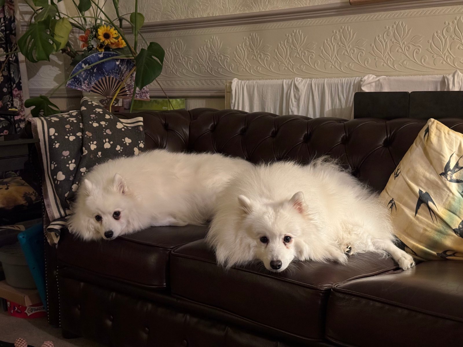 Loki and Fenrir, two white Japanese Spitz, relaxing together on a dark leather sofa.