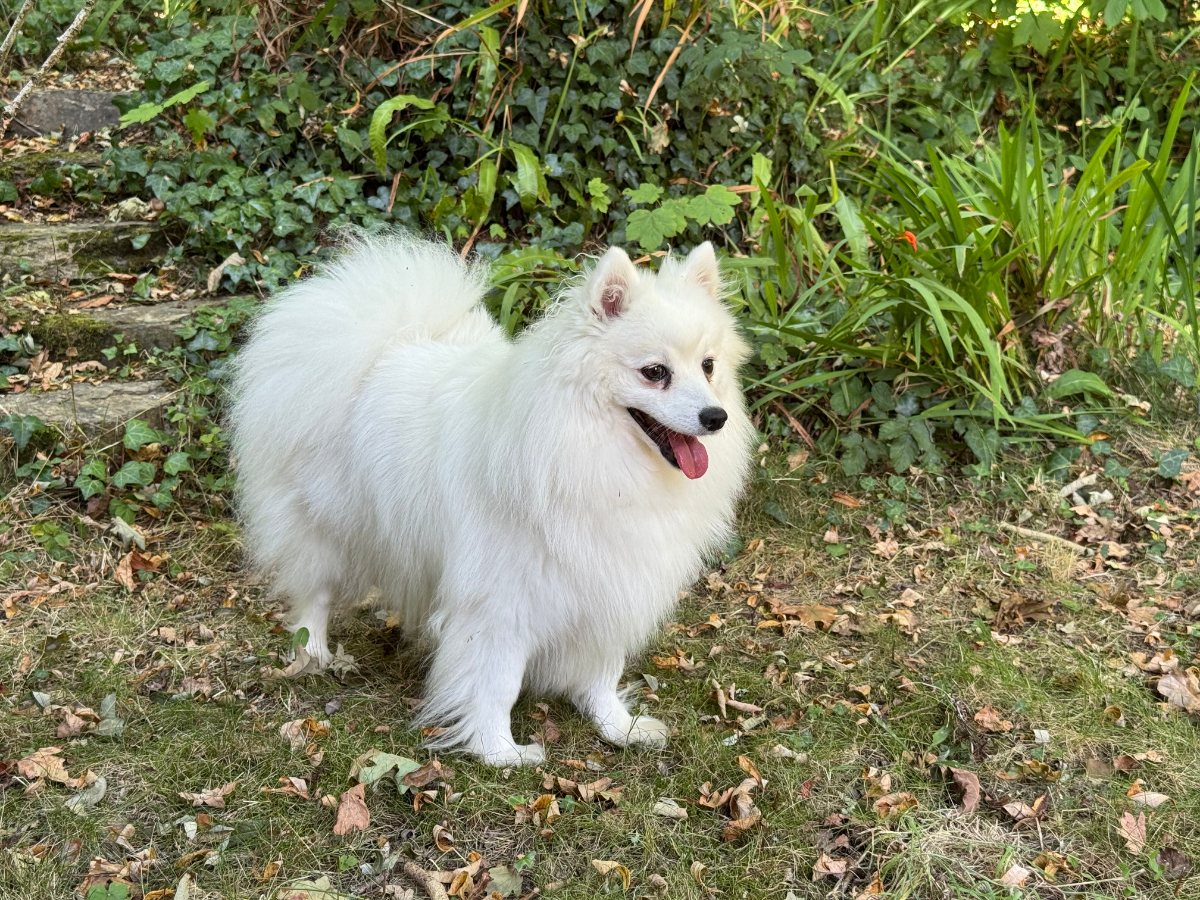Loki, a white Japanese Spitz, standing in a leafy garden.